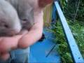 chinchilla babies