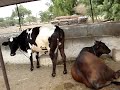 Famous Goat Forms & Live Stock