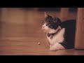 My first HD just 4 fun cat video with the Canon EOS  5d mark 2 + 70-200 2.8L IS