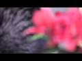 My first HD just 4 fun cat video with the Canon EOS  5d mark 2 + 70-200 2.8L IS