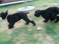 Black Russian Terrier - Sentinel Azik & Sentinel Anna