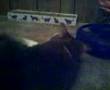 videos de for the love of catnip