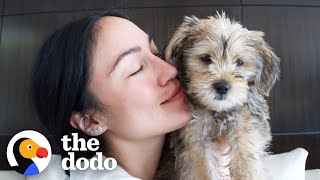 Steph Shep Adopts The Most Mischievous, Lovable Puppy | The Dodo You Know Me Now Meet My Pet by The Dodo
