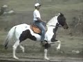 Sanha�o dos 4 primos - Mangalarga - Haras Venegas