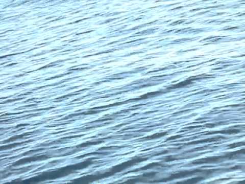 ballena