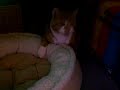 Charlie sneezing