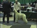 Moleyinyearlingbahcfeb2007