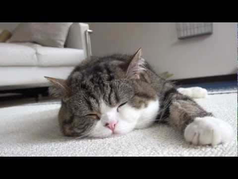 寝るねこ。-Sleeping Maru.-