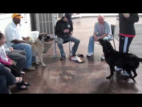 boerboel