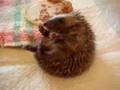 Camera shy hedgehog