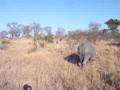 South Africa... Rhino 2