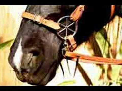 how to fit lg bridle