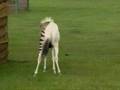 Zebra + At = Zebrat ( Zorse )