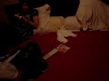 deathtraps in hotelroom deathtraps in hotelroom