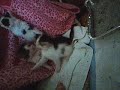 KITTY CAT CAM