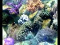 marine and reef aquarium setup