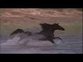 Tribute to the Black Stallion - Thumb #1