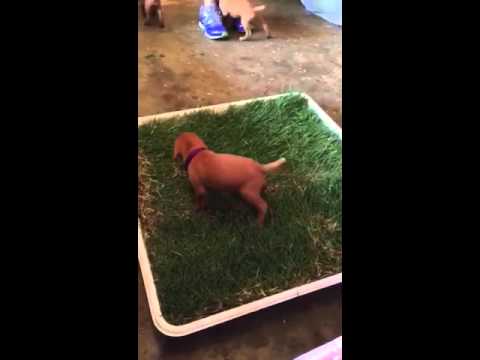 Potty training sucessful