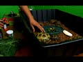 All About Reptiles: Russian Tortoises : Feeding a Russian Tortoise