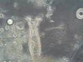 videos de Hungry Rotifer Monster