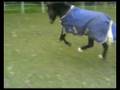 videos de Bobby Field Fun :)