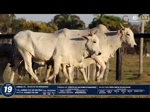 1� DE OLHO NA FAZENDA NELORE SESMARIAS