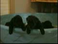 4-week-old-Bouvier-p