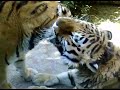 tigri-baci-appassionati.html