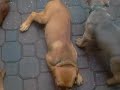 Bella Rosa Cane Corso Puppies 10 Weeks - Nefertiti