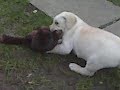 Golden Retriever-Cane Corso MIX vs Gorila