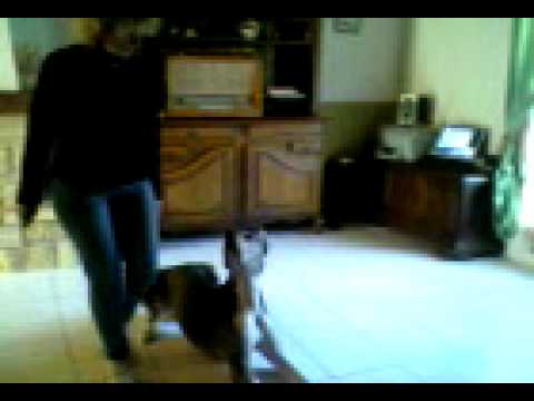 dogue allemand
