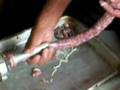 Fazendo linguiça