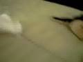 videos de the lost cat