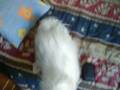 videos de Perrita Maltez en Busca de novio