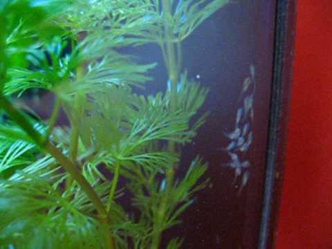 how to care for baby kribensis