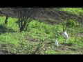 Hormigas Negras - Rutas del Beni