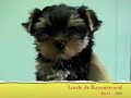 Davincci part 1 Yorkshire Terriers