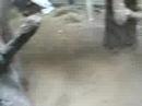 Orangutan Vomit Fun Orangutan Vomit Fun