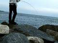 Blufish on fly