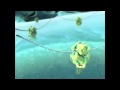 Molecular Biology DJSeitzer