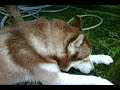 husky & berry.3GP
