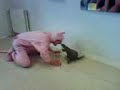 une panthere au secours populaire