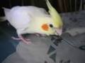 くるくるくる【オカメインコ】