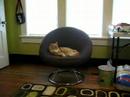 The Cat