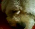 My dog Puppy!! My dog Puppy!!