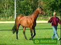 My First Horse Video