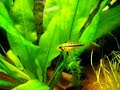 Apistogramma cacatuoides