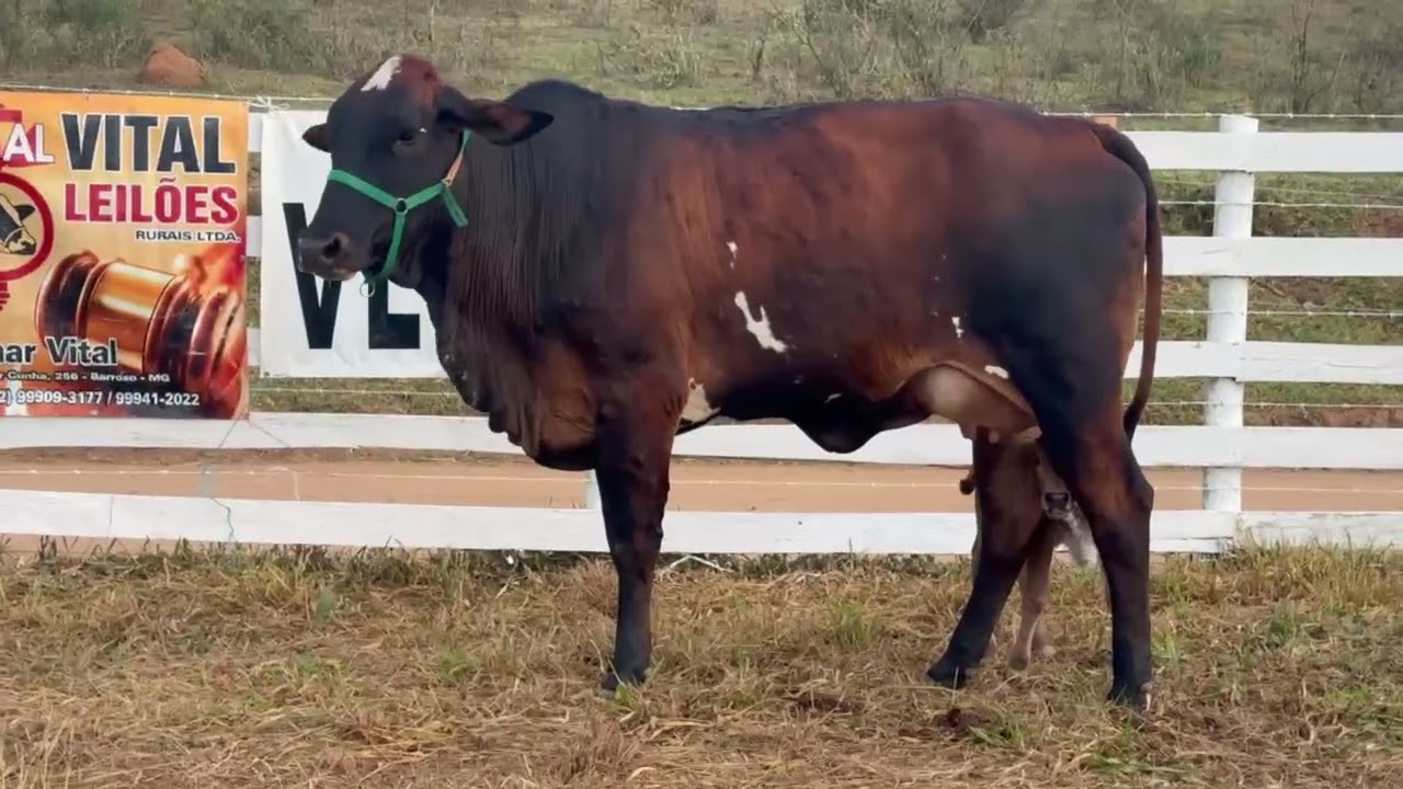 LOTE 70