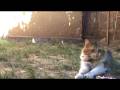 videos de my cat