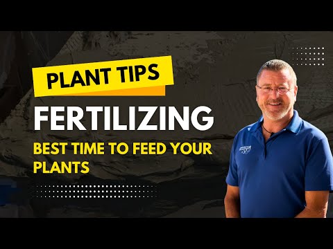 how to fertilize longan